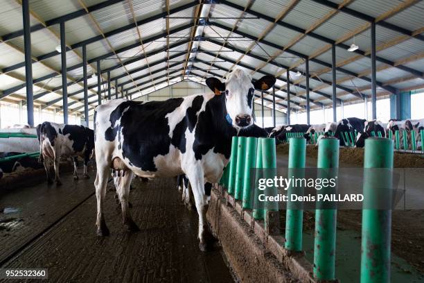 Troupeau de vaches dans l'aire d'attente de la salle de traite de la ferme industrielle des 1000 vaches le 10 juin 2015 à Buigny-Saint-Maclou, Somme,...