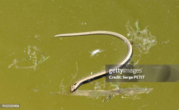 Orvet fragile, Anguis fragilis. Slow worm common name Blindworm.