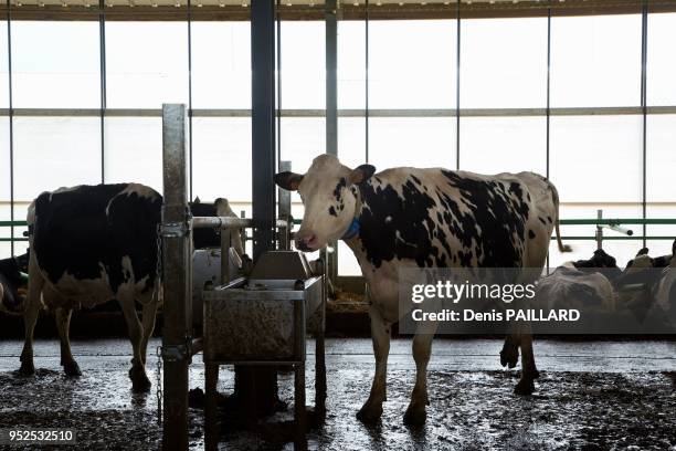 Vaches dans l'aire d'attente de la salle de traite de la ferme industrielle des 1000 vaches le 10 juin 2015 à Buigny-Saint-Maclou, Somme, France.