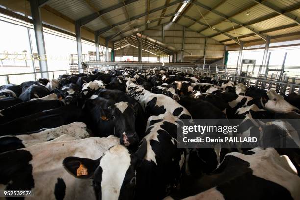 Troupeau de vaches dans l'aire d'attente de la salle de traite de la ferme industrielle des 1000 vaches le 10 juin 2015 à Buigny-Saint-Maclou, Somme,...