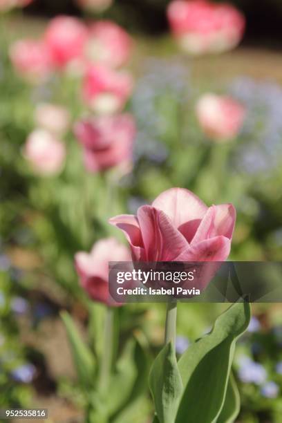 tulips - isabel pavia stock pictures, royalty-free photos & images