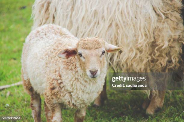 lamb looking at camera - leg of lamb 個照片及圖片檔