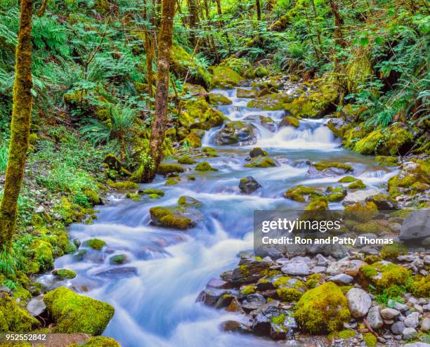 redwood creek in siskiyou national forest near brookings  oregon (p) - redwood shores stock pictures, royalty-free photos & images