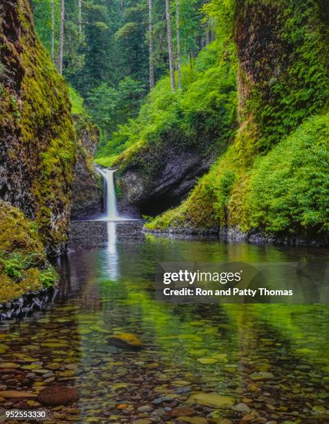punchbowl falls im columbia river gorge national scenic area, eagle creek, oregon - temperierter-regenwald stock-fotos und bilder