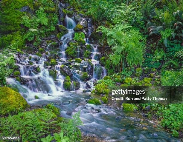 redwood creek near brookings  in siskiyou national forest ,  oregon - siskiyou stock pictures, royalty-free photos & images