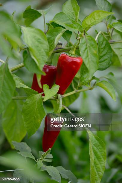 Piment d'Espelette, AOC, Pays Basque, Pyrénées Atlantique.