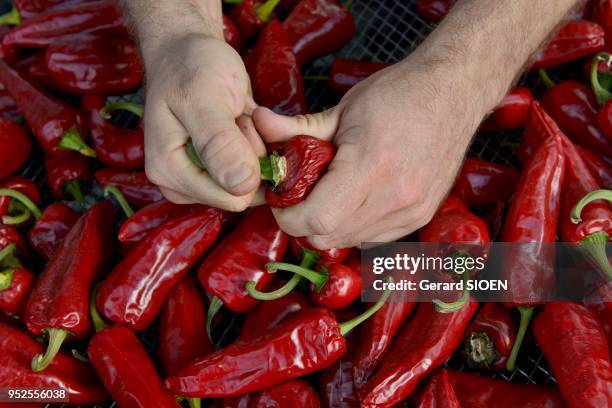 Piment d'Espelette, AOC, Pays Basque, Pyrénées Atlantique.