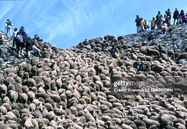 Transhumance France Transhumance Seasonal Photos and Premium High Res Pictures ...