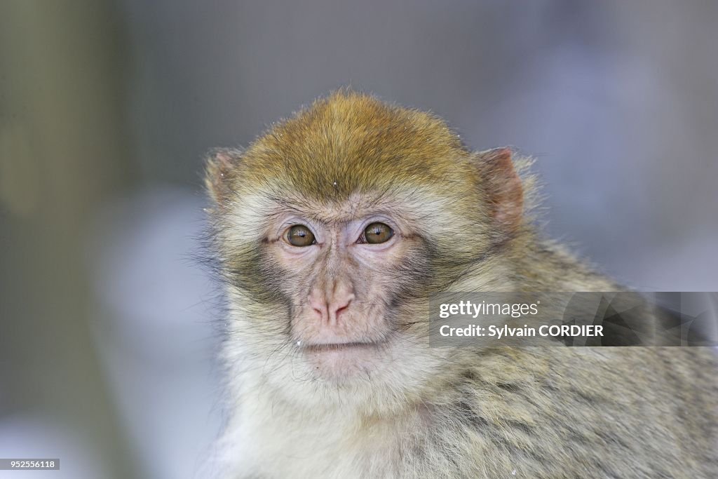 BARBARY MACAQUE (MACANA SYLVANUS), KINTZHEIM, ALSACE, FRANCE