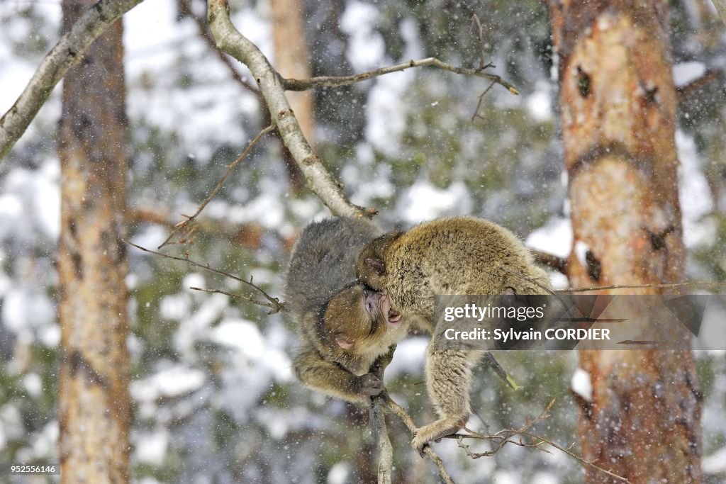 BARBARY MACAQUE (MACANA SYLVANUS), KINTZHEIM, ALSACE, FRANCE