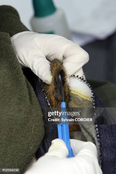 Reintroduction du grand hamster dans des parcelles de luzerne conventionnees aupres d'agriculteurs de la commune d'Elsenheim. F 68 Implantation d'une...