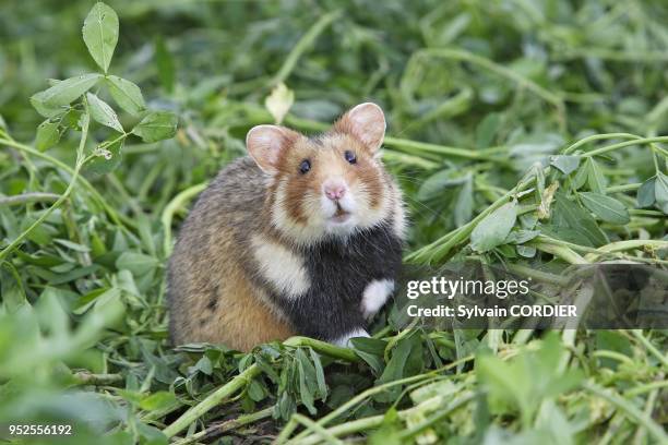 Reintroduction du grand hamster dans des parcelles de luzerne conventionnees aupres d'agriculteurs de la commune d'Elsenheim. F 68 Sous l'egide de...