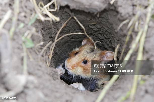 Reintroduction du grand hamster dans des parcelles de luzerne conventionnees aupres d'agriculteurs de la commune d'Elsenheim. F 68 Sous l'egide de...