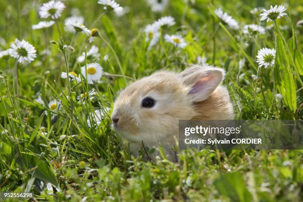 Petit lapin domestique.