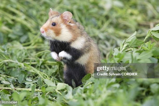 Reintroduction du grand hamster dans des parcelles de luzerne conventionnees aupres d'agriculteurs de la commune d'Elsenheim. F 68 Sous l'egide de...