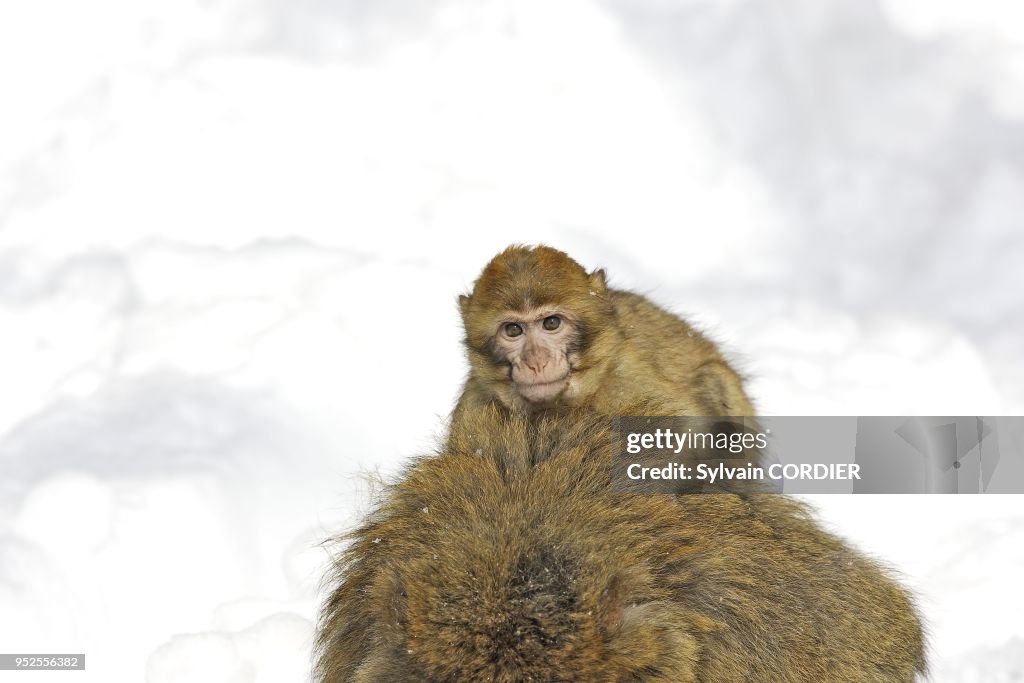 BARBARY MACAQUE (MACANA SYLVANUS), KINTZHEIM, ALSACE, FRANCE