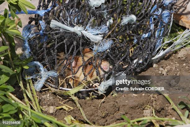 Reintroduction du grand hamster dans des parcelles de luzerne conventionnees aupres d'agriculteurs de la commune d'Elsenheim. F 68 Sous l'egide de...