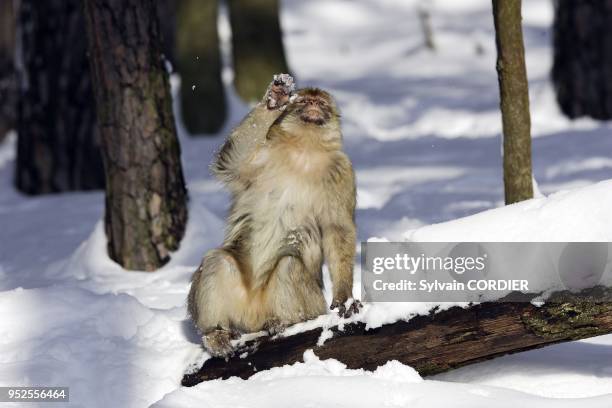 Magot ou Macaque de Barbarie. Barbary Macaque Macaca sylvanus La Montagne des Singes. Kintzheim 67600 Alsace. France.