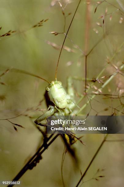 Grande sauterelle verte, Tettigonia viridissima. L'insecte commun des prairies, essentiellement carnivore. Photographiée en juillet dans un pré en...