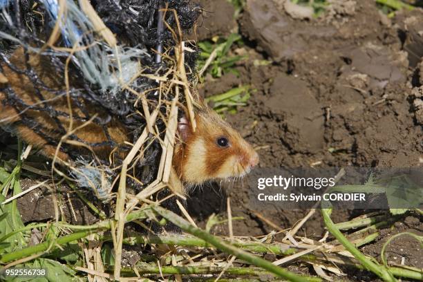 Reintroduction du grand hamster dans des parcelles de luzerne conventionnees aupres d'agriculteurs de la commune d'Elsenheim. F 68 Sous l'egide de...