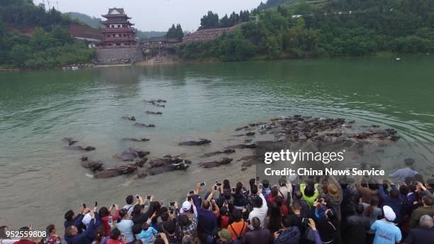 Spectators watch a herd of cattle crossing the Jialing River for grass at Peng'an County on April 28, 2018 in Nanchong, Sichuan Province of China....