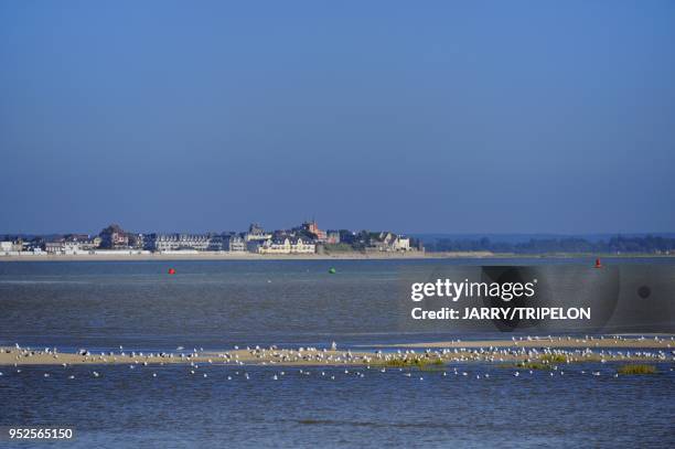 Shorebirds with on background the town of Le Crotoy, Baie de Somme and Cote d'Opale area, Somme department, Picardie region, France.