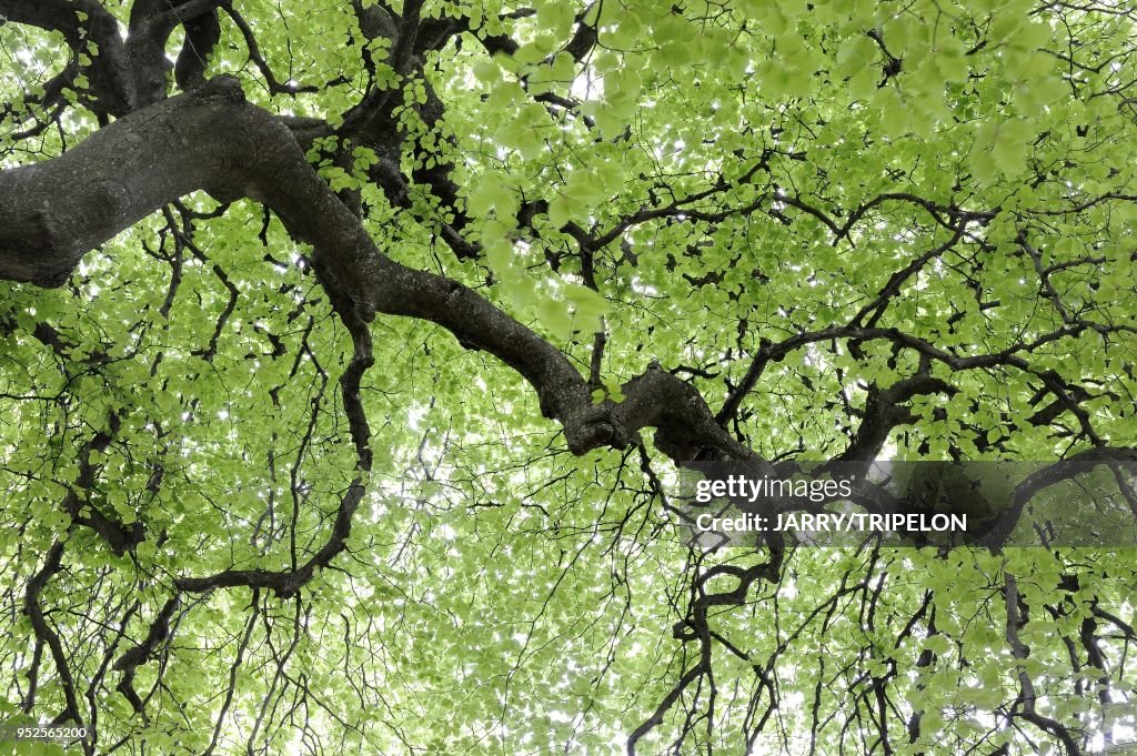 Dwarf Beech, Faux De Verzy, Marne, France