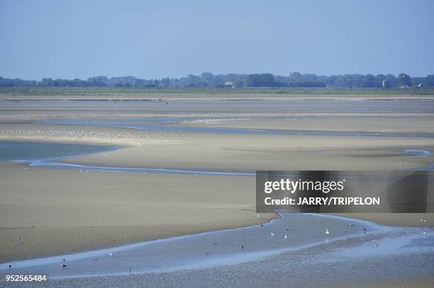 The beach of Le Crotoy at low tide, Baie de Somme and Cote d'Opale area, Somme department, Picardie region, France.