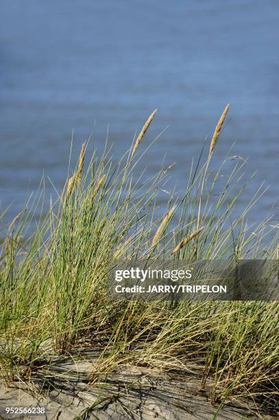 European beachgrass of Baie de Somme bay at Le Hourdel, area of Cayeux-sur-Mer, Cote d'Opale area, Somme department, Picardie region, France.