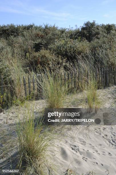 European beachgrass of Baie de Somme bay at Le Hourdel, area of Cayeux-sur-Mer, Cote d'Opale area, Somme department, Picardie region, France.