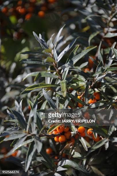 Sea-buckthorn around Le Hourdel harbour near Cayeux-sur-Mer, Baie de Somme bay and Cote d'Opale area, Somme department, Picardie region, France.