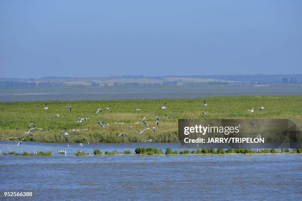 Shorebirds on Baie de Somme bay at Le Hourdel, area of Cayeux-sur-Mer, Cote d'Opale area, Somme department, Picardie region, France.