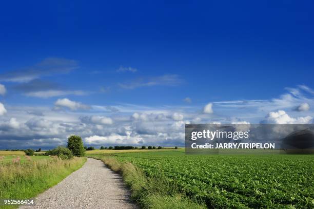 Field of potatoes located in Baie de Somme and Cote d'Opale area, Somme department, Picardie region, France.