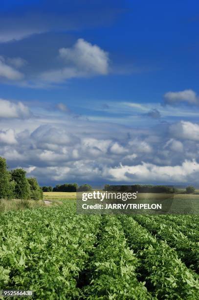 Field of potatoes located in Baie de Somme and Cote d'Opale area, Somme department, Picardie region, France.