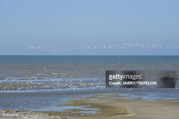 Shorebirds on Baie de Somme bay at Le Hourdel, area of Cayeux-sur-Mer, Cote d'Opale area, Somme department, Picardie region, France.