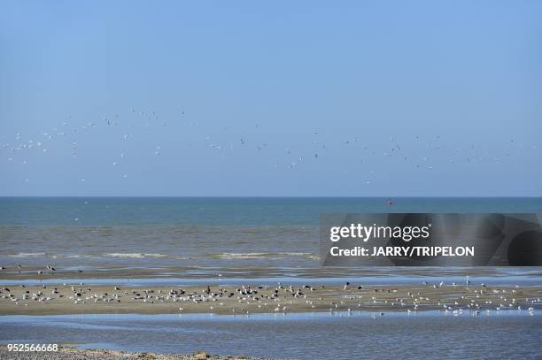 Shorebirds on Baie de Somme bay at Le Hourdel, area of Cayeux-sur-Mer, Cote d'Opale area, Somme department, Picardie region, France.