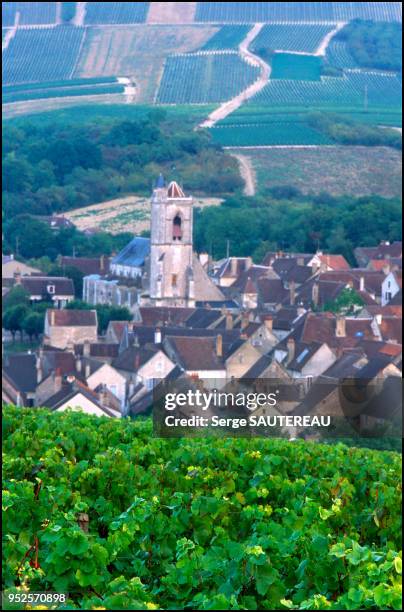 Vignobles à Irancy, Cépage pinot noir / AOC Bourgogne rouge et Bourgogne Irancy.