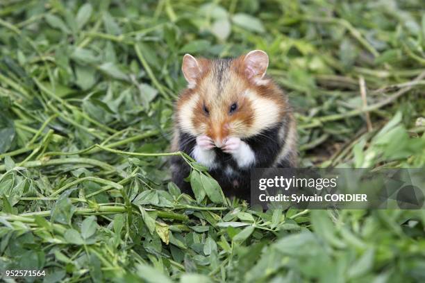 Reintroduction du grand hamster dans des parcelles de luzerne conventionnees aupres d'agriculteurs de la commune d'Elsenheim. F 68 Sous l'egide de...