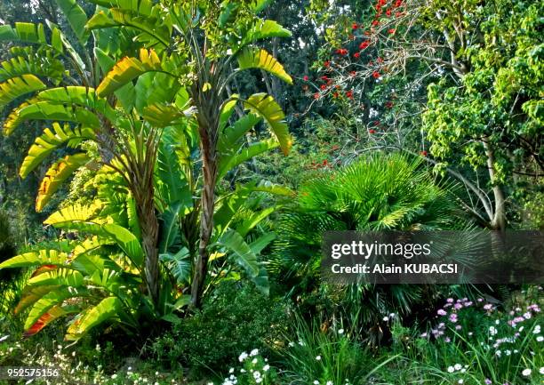 Eythrina rubrinosa , Brahea armata, Heliconia bihai, Jardin australien, Domaine du Rayol, Le Rayol-Canadel, Var, France.