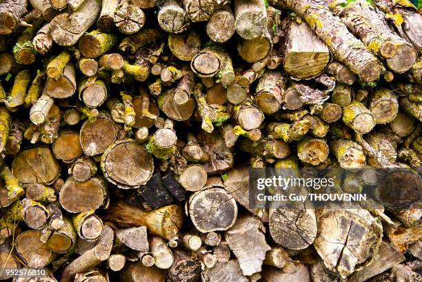 Tas de rondins de bois dans le Cotentin, Normandie, France.