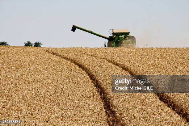 Moissonneuse batteuse dans un champ de bl�é, Sarthe, France.