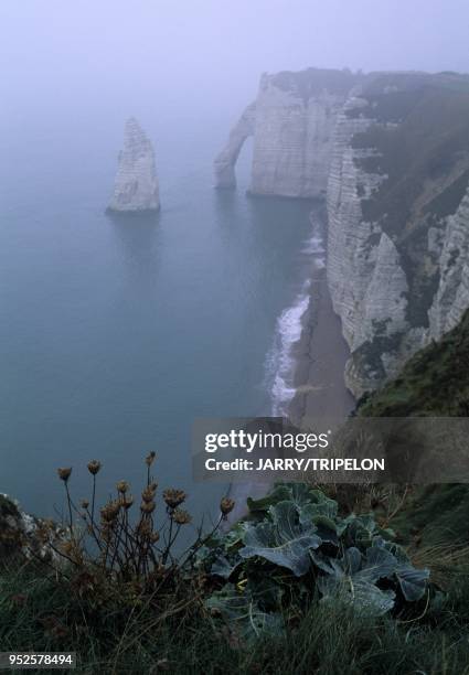 Vue depuis le sentier des douaniers et du littoral GR 21, aiguille, falaise et porte d Aval, Etretat, Cote d Albatre, Pays de Caux, departement...