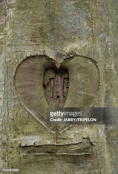 Coeur grave sur un tronc d arbre, Foret de Lyons, departement Eure, region Normandie, France. Heart on a trunk, Lyons forest, Eure, Normandy, France.