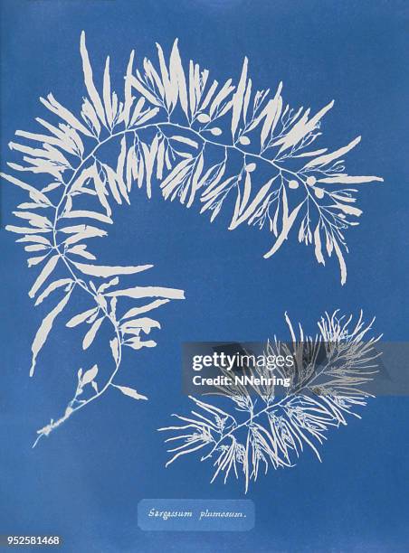 cyanotype of algae, carpophyllum plumosum - alternative process stock illustrations