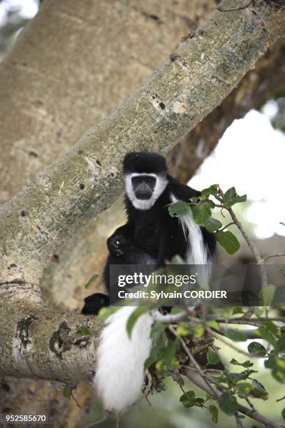 Colobe noir et blanc Western Black-and-white Colobus Monkey Colobus polykomos.