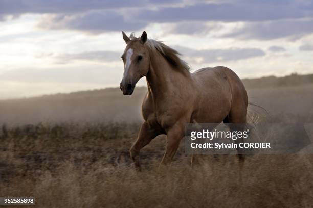 Cheval de la race "Quarter horse" et/ou "Paint" des USA "Quarter horse" and/or "Paint" of USA Ponderosa Ranch. Seneca. Oregon. USA.