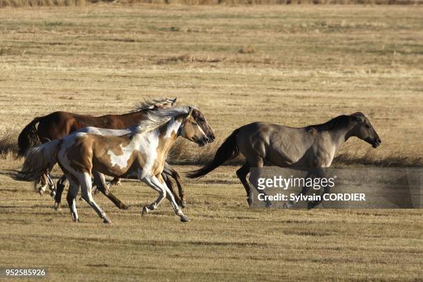 Cheval de la race "Quarter horse" et/ou "Paint" des USA "Quarter horse" and/or "Paint" of USA Ponderosa Ranch. Seneca. Oregon. USA.