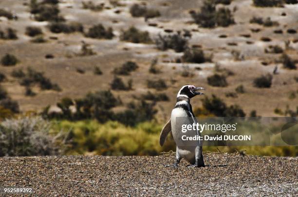 Pinguins de Magellans ? Punta Tombo, p?ninsule de Vald?s, Patagonie, Argentine /// Magellanic Penguin at Punta Tombo, Valdes P?ninsula Patagonia,...