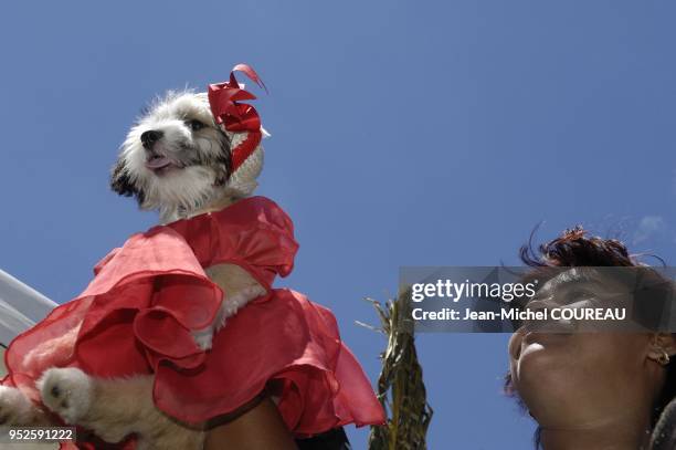 Festivité en l'honneur de San Lazaro, sauvé par des chiens.