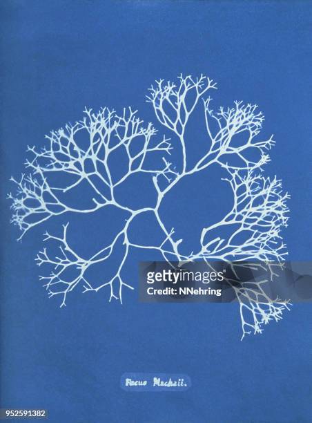 cyanotype of algae, ascophyllum nodosum - alternative process stock illustrations
